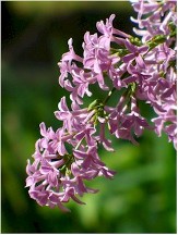 Dwarf Korean Lilac, Syringa meyeri